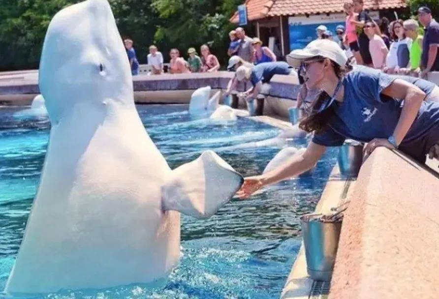 宁愿全部安乐死，也不给中国？加拿大养不起30头白鲸，中国愿接手，然而...