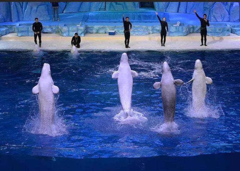 宁愿全部安乐死，也不给中国？加拿大养不起30头白鲸，中国愿接手，然而...