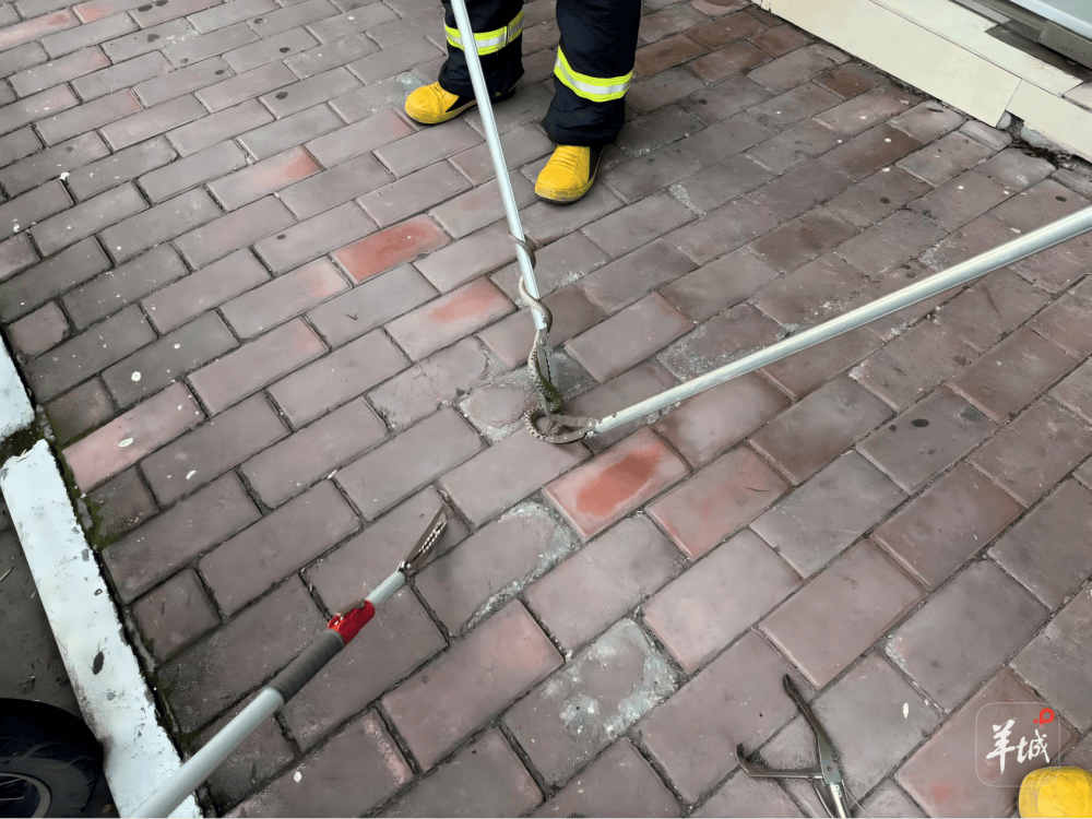 广州一小区蛇患频发:已抓超60条但未探测到蛇窝位置,多方介入