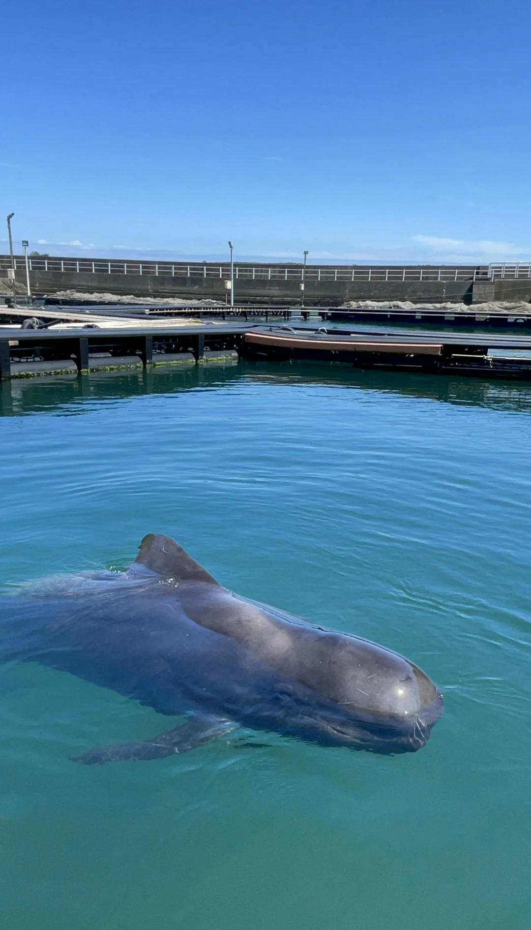 鲸交所(鲸易交易平台app官方下载)